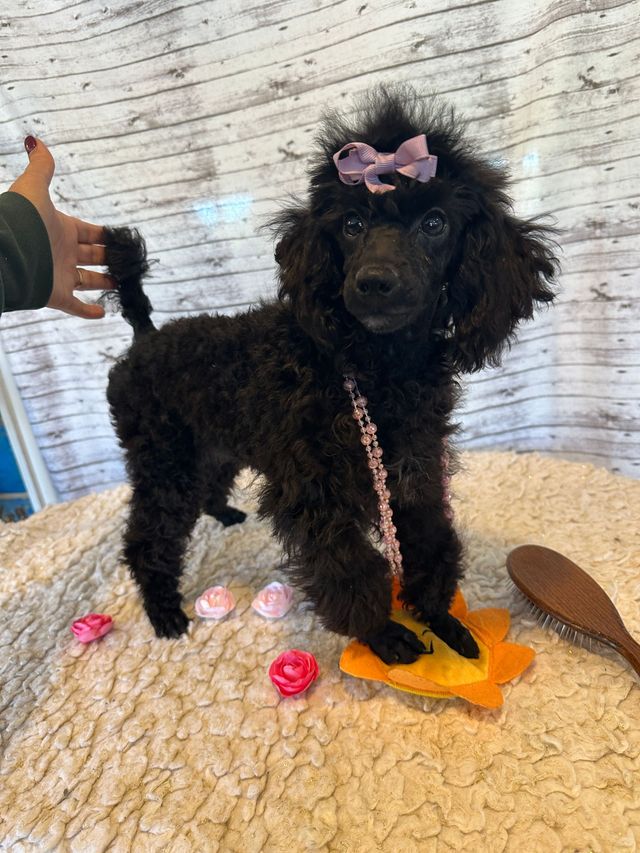 Black toy poodle puppy for sale best sale